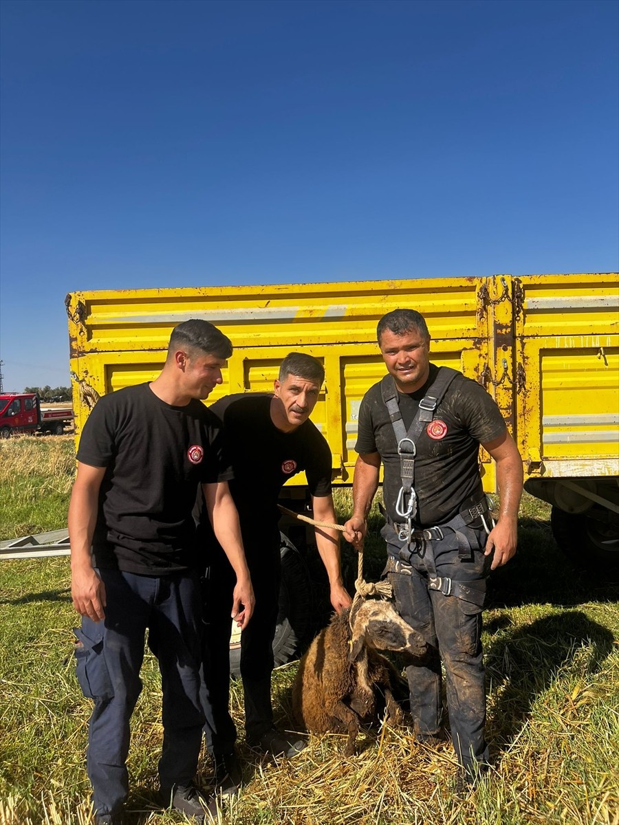 Mardin'in Kızıltepe ilçesinde kuyuya düşen koyun, itfaiye ekiplerince kurtarıldı.