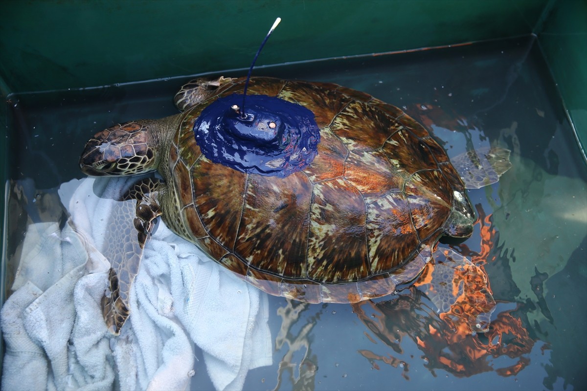 Mersin'in Akdeniz ilçesinde, "Atlas" adı verilen yeşil deniz kaplumbağası uydu takip cihazı...