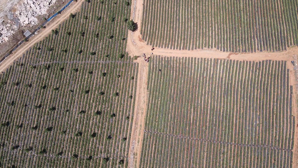 Muğla'da proje kapsamında yetiştirilen ve hasadı yapılan çilek, hem fiyatıyla hem de verimiyle...