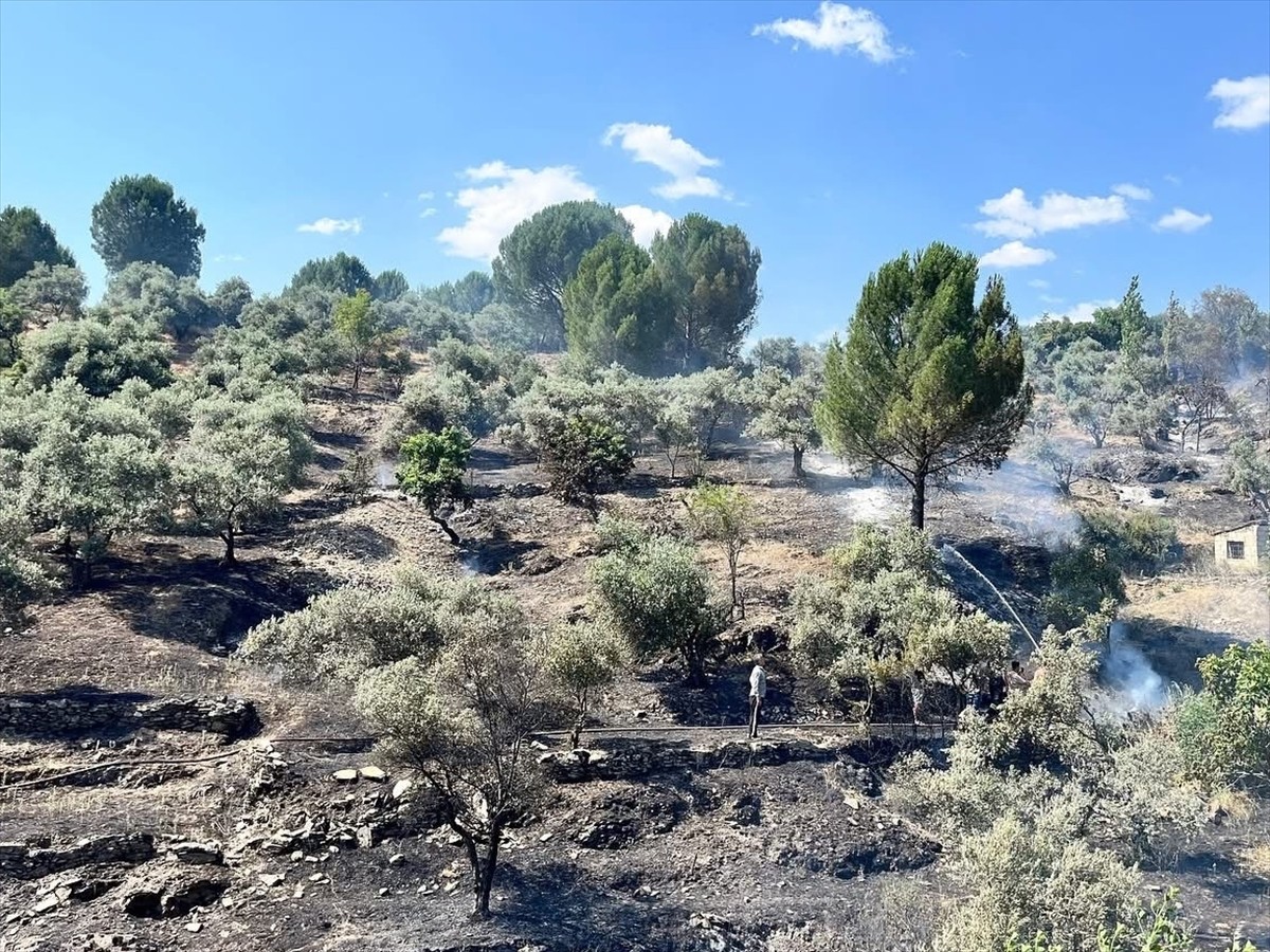  Muğla'nın Menteşe ilçesinde makilik ve zeytinlik alanda çıkan yangın havadan ve karadan...