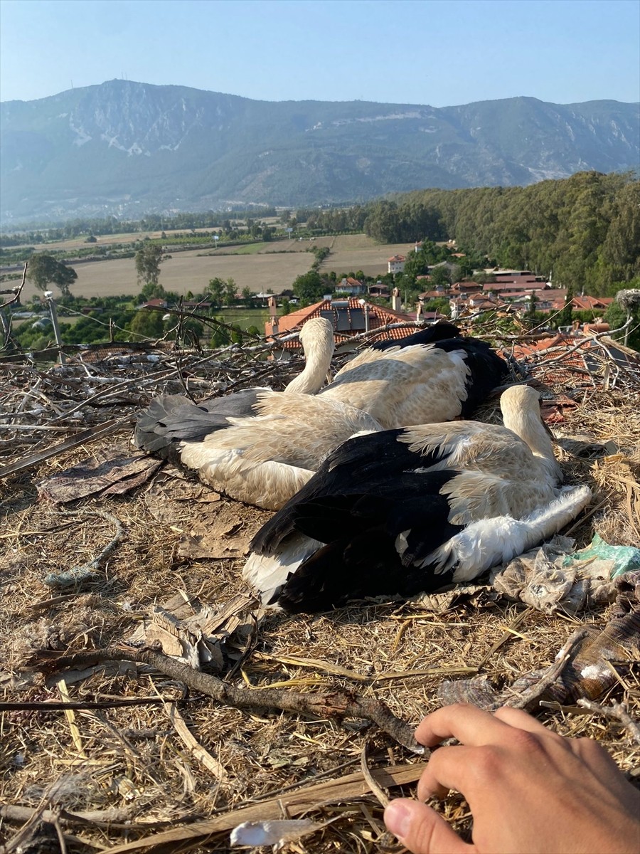 Muğla'nın Ula ilçesinde yuvalarında ayaklarına ip dolanan leylek yavruları, itfaiye ekiplerince...