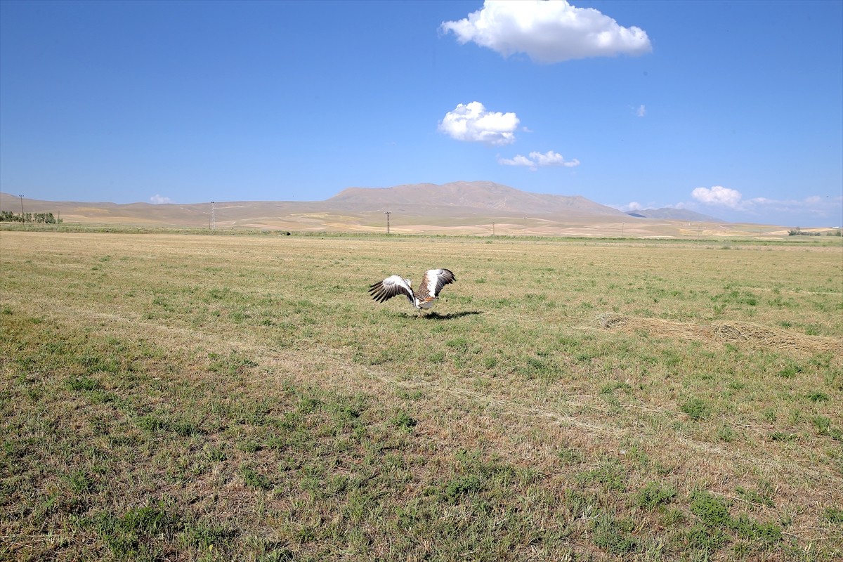Muş'ta 12 Mayıs'ta yaralı ve bitkin bulunarak Van'a getirilen toy kuşu, tedavisinin ardından...