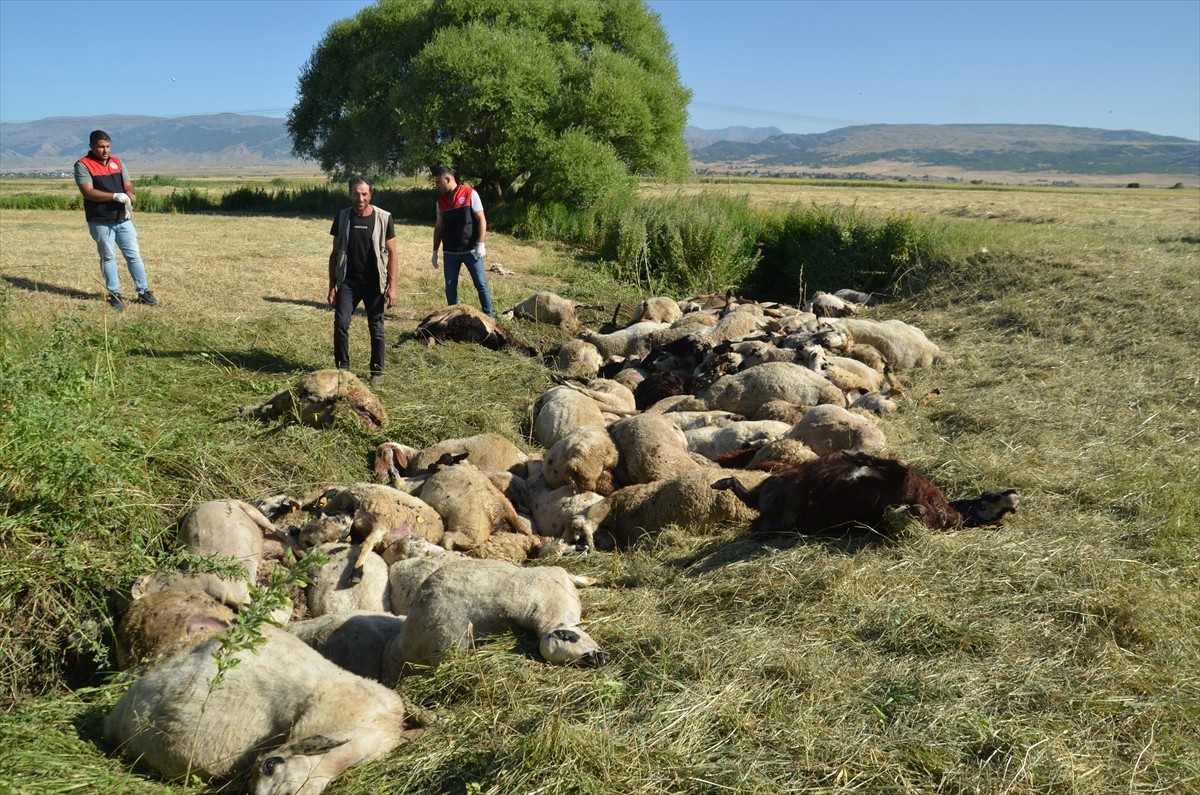 Muş'ta gece saatlerinde dere yatağından geçmeye çalışırken birbirini ezen yaklaşık 150 koyun telef...