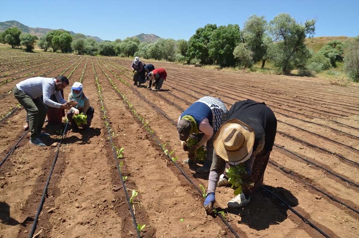 Muş'ta üreticiler, 9 köyde tütün fidelerini toprakla buluşturmaya başladı.