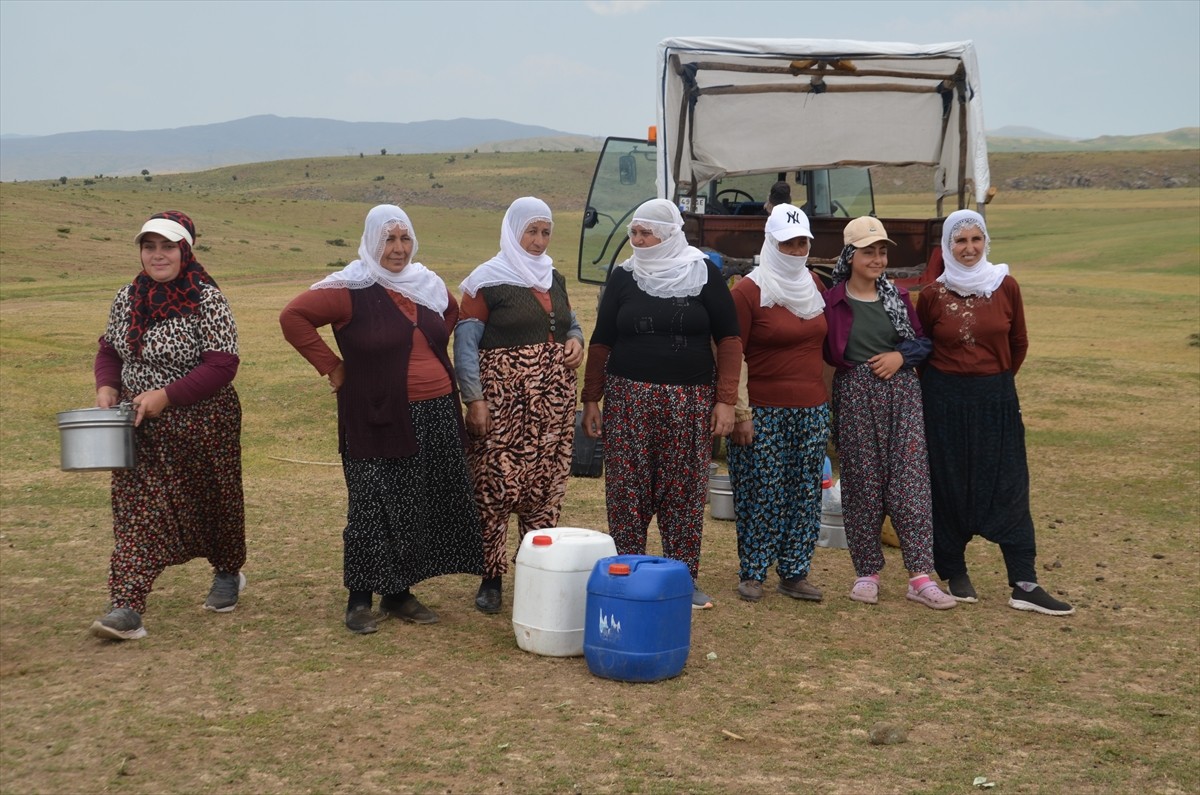 Muş'un Korkut ilçesi Altınova beldesinde berivanlar (hayvanları sağan kadın), merada otlatılan...