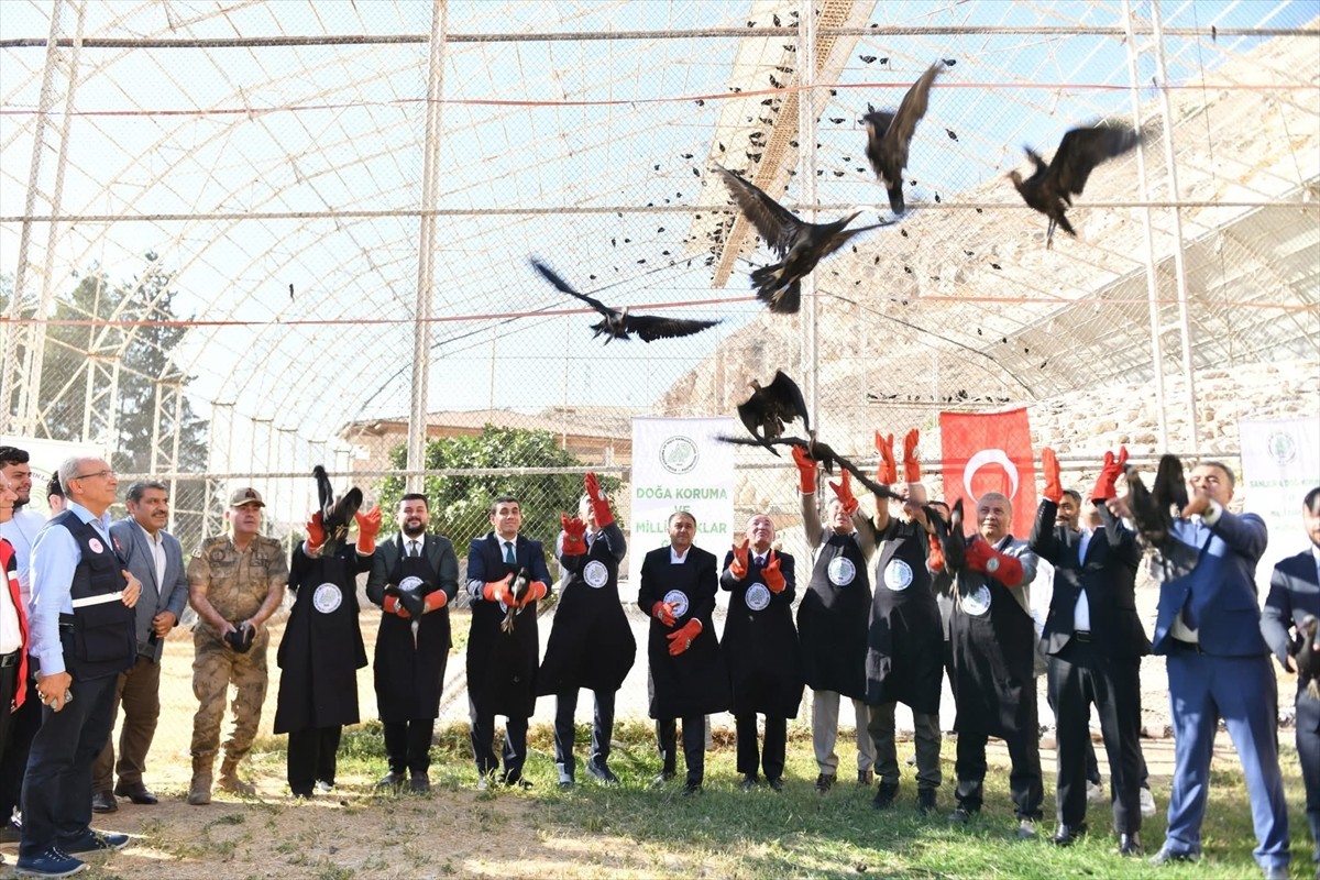 Nesli tükenme tehlikesi altında olduğu için Şanlıurfa'nın Birecik ilçesindeki üretim istasyonunda...