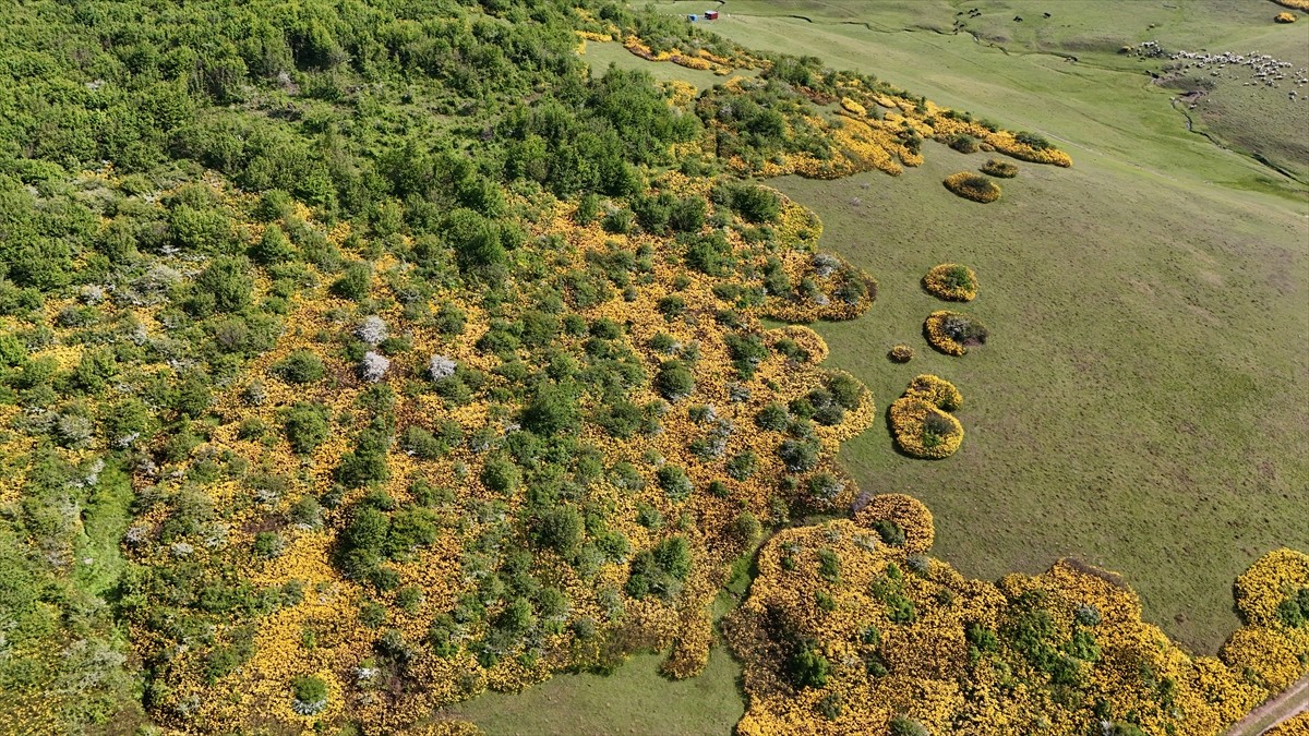 Ordu'nun Aybastı ilçesinde menderesleriyle ünlü Perşembe Yaylası, Kurban Bayramı tatilinde doğayla...