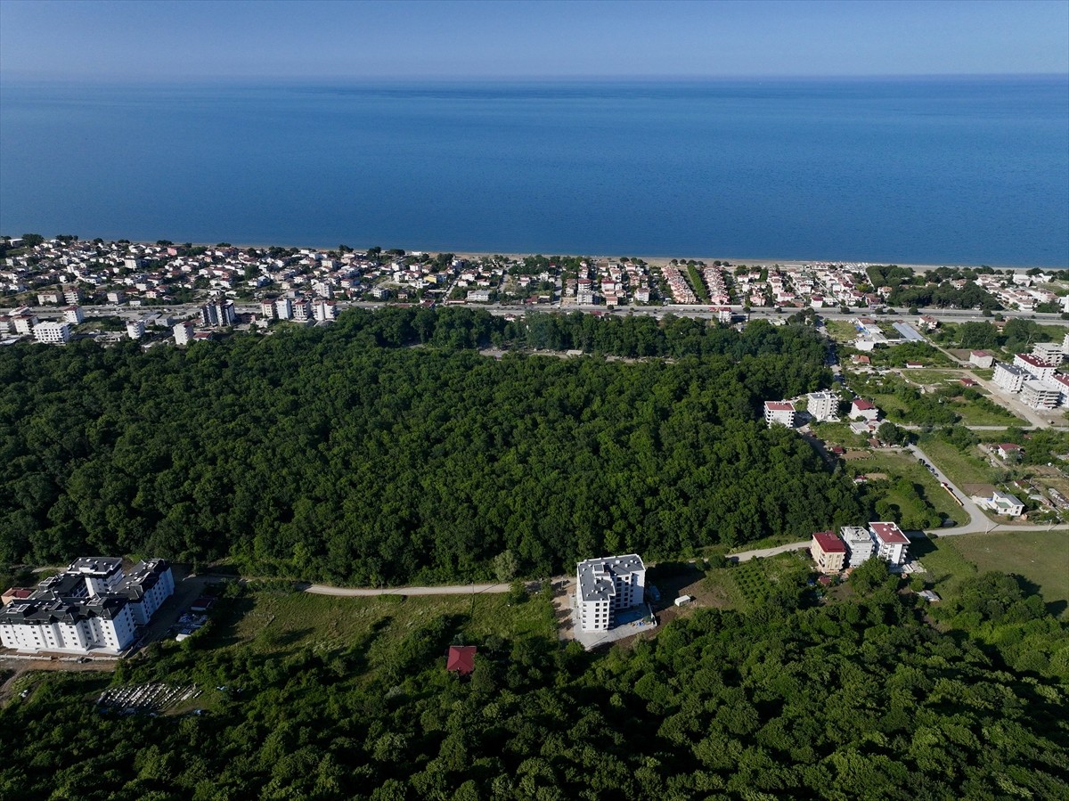 Samsun'da Atakum ilçe merkezine 19 kilometre mesafede yer alan Çakırlar ‎Korusu'ndaki "Subasar...
