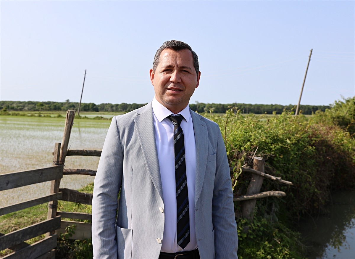 Samsun'un Alaçam ilçesinde 23 bin 800 dekar alanda çeltik ekimi gerçekleştiriliyor. Alaçam...