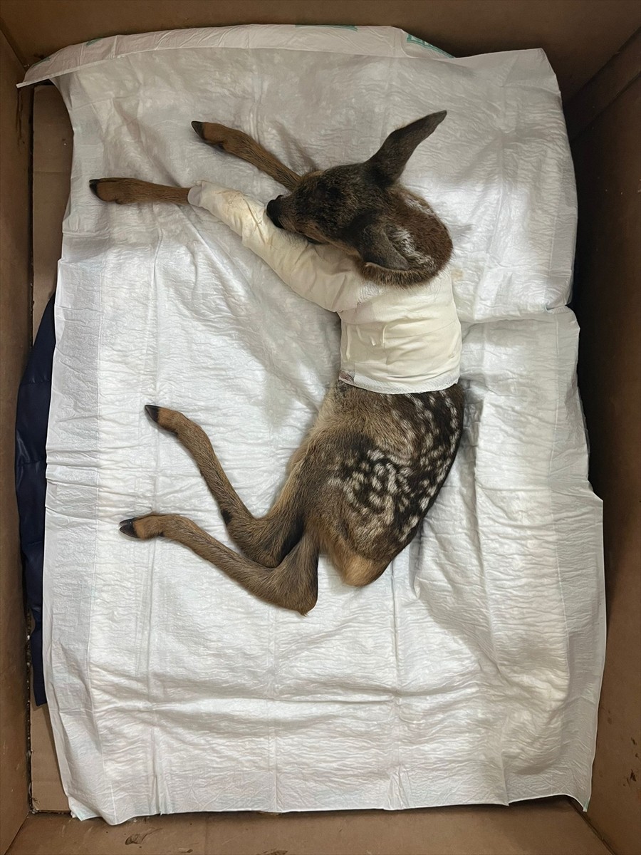 Samsun-İstanbul kara yolunda aracın çarpması sonucu yaralanan karaca yavrusu, Çankırı Doğa Koruma...