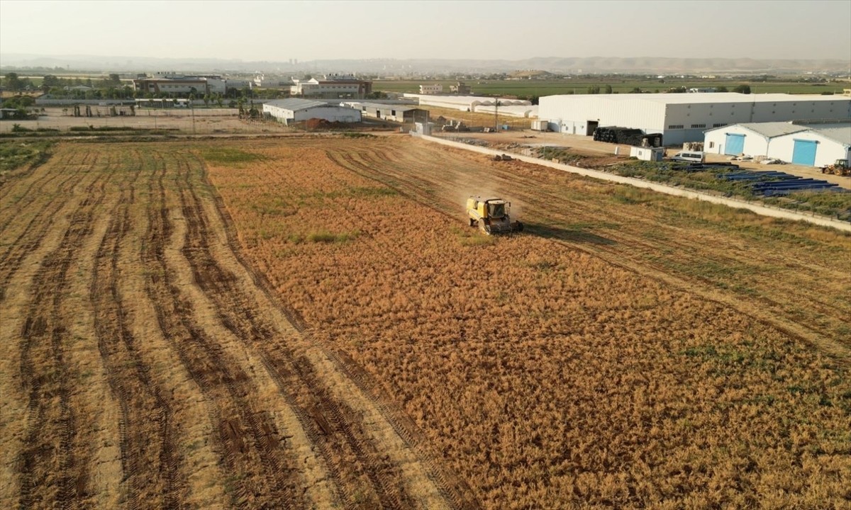Şanlıurfa Büyükşehir Belediyesince ekilerek hasat edilen nohut, ihtiyaç sahiplerine...