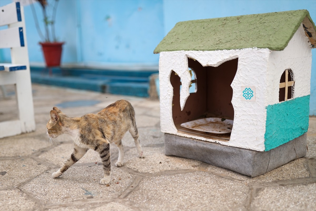Senegal’in başkenti Dakar’daki Maarif Okulu’nda öğretmenler, Cumhurbaşkanı Recep Tayyip Erdoğan’ın...