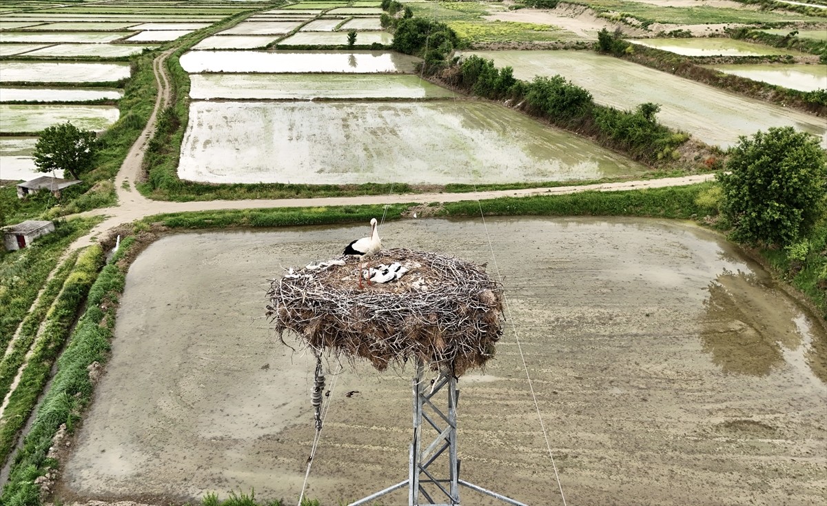 Sinop'ta, "Saraydüzü Cuma Ovası'nda Leylek Popülasyonu Projesi" kapsamında leyleklerin...