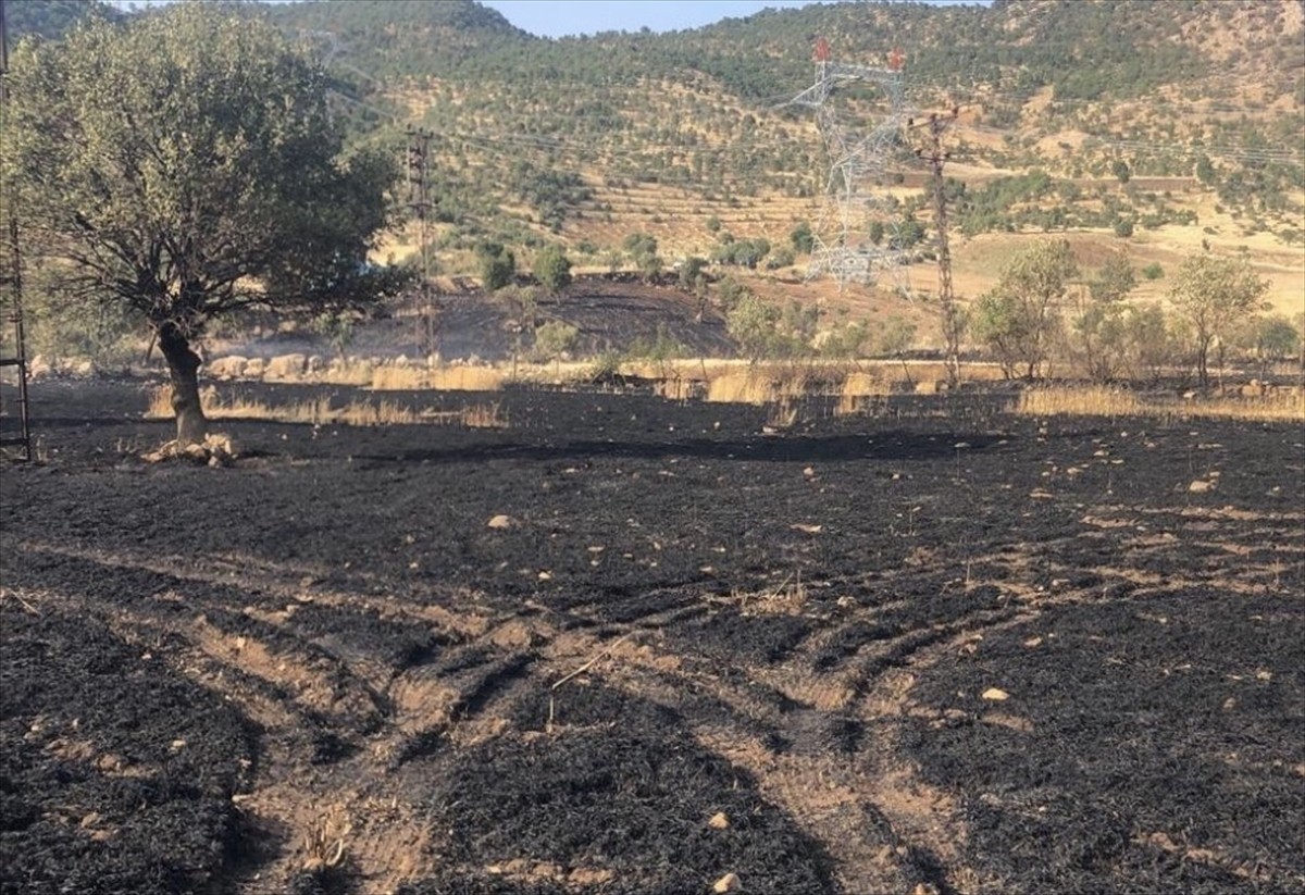 Şırnak'ın Kumçatı beldesinde çıkan yangında yaklaşık 50 dönüm buğday ekili alan zarar...