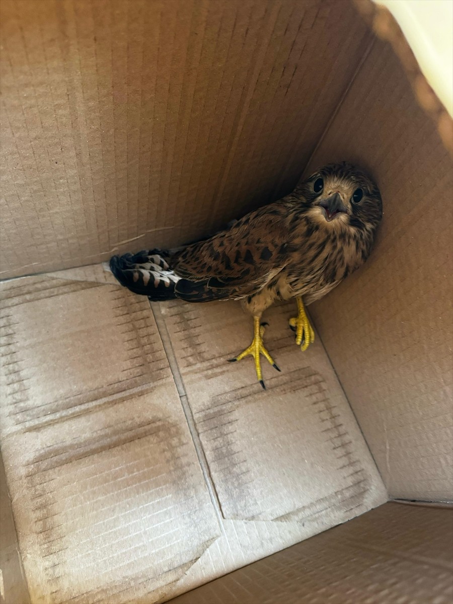 Şırnak'ta yaralı ve bitkin halde bulunan kerkenez ile ev kırlangıcı, tedavilerinin ardından doğaya...