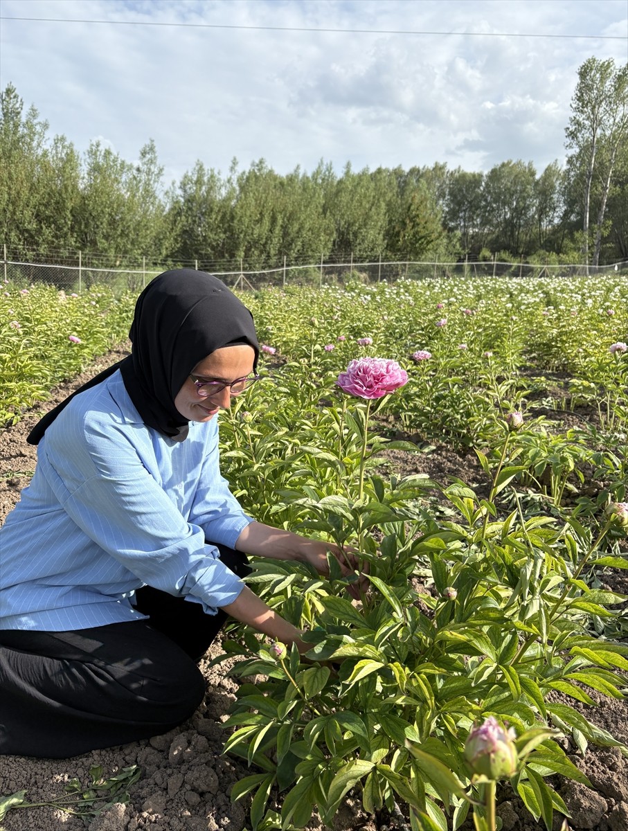 Sivas'ın Suşehri ilçesinde bir yıl önce hobi olarak başladığı şakayık çiçeği üretimini 11 dönüm...