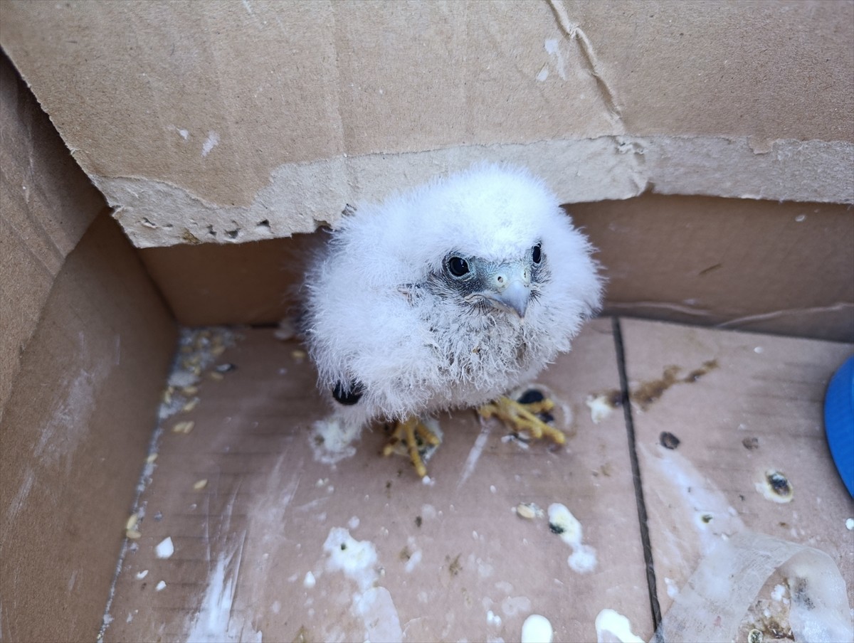 Sivas’ın Şarkışla ilçesinde bir çocuk tarafından bulunan yavru kızıl şahin koruma altına...