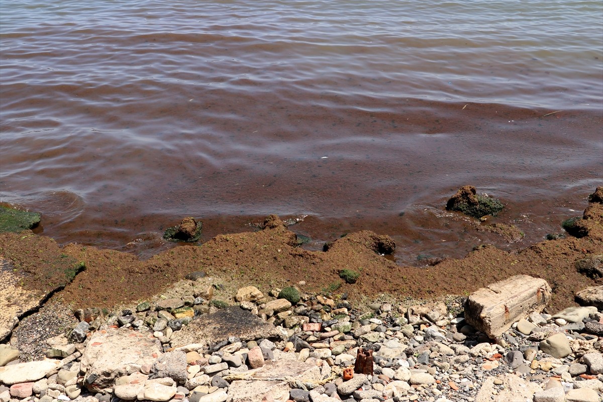 Tekirdağ'da 3 gündür etkili olan poyraz nedeniyle sahilin bazı bölümleri kırmızı yosunla...
