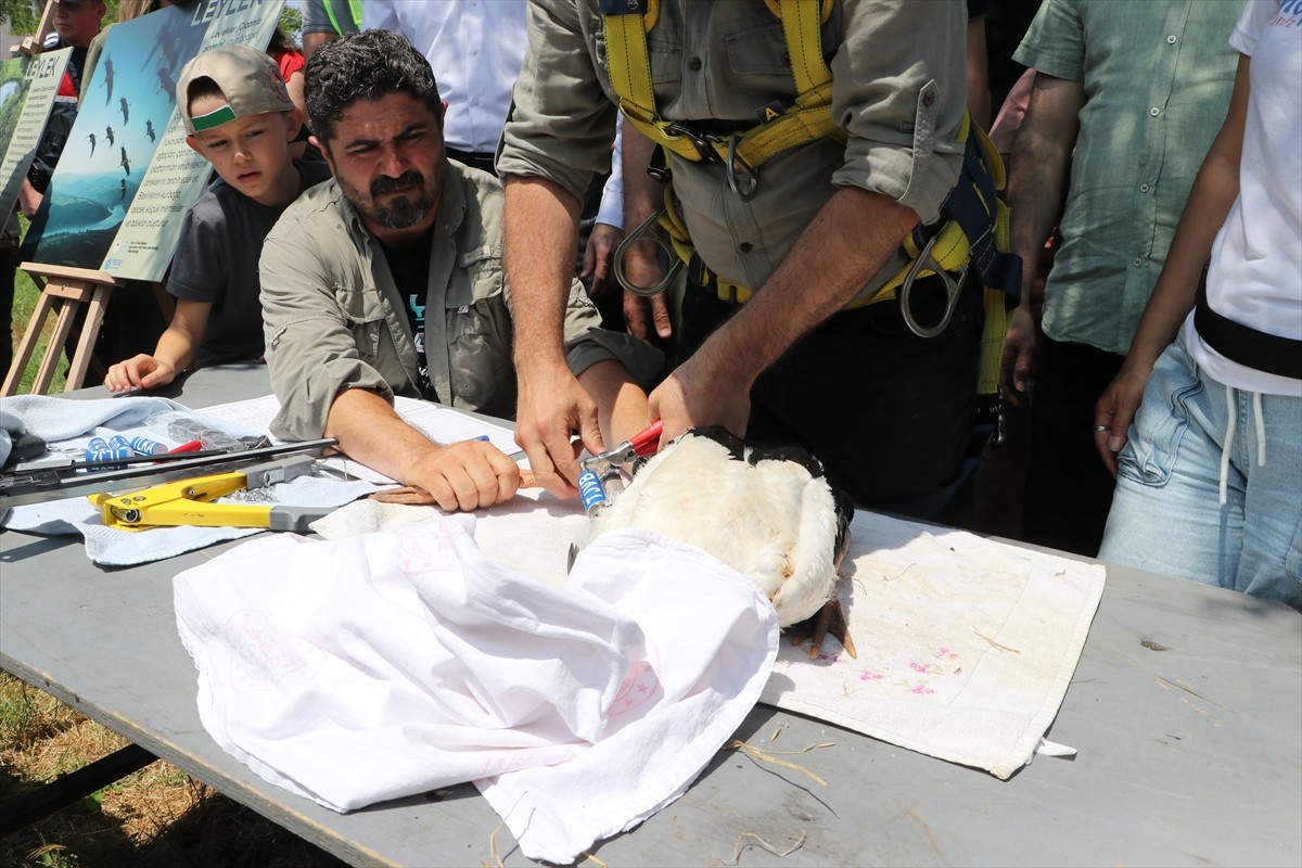 Tekirdağ'da nesli tükenme tehlikesi altındaki şah kartal ve leylek yavruları için halkalama...