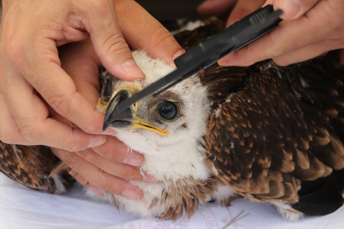 Tekirdağ'da nesli tükenme tehlikesi altındaki şah kartal ve leylek yavruları için halkalama...