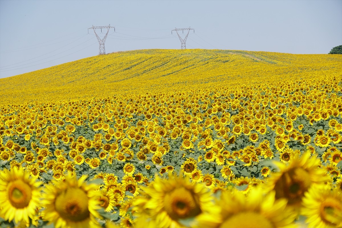 Tekirdağ'da, şehrin farklı noktalarında baş veren ayçiçekleri, özellikle Tekirdağ-İstanbul kara...