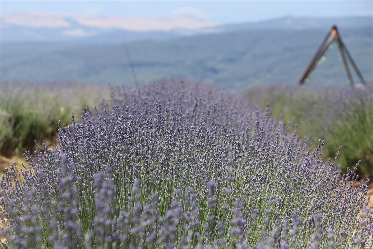 Tekirdağ'da üretim alanının artması ve görüntüsüyle yerli ve yabancı turistlerin ilgi odağı haline...