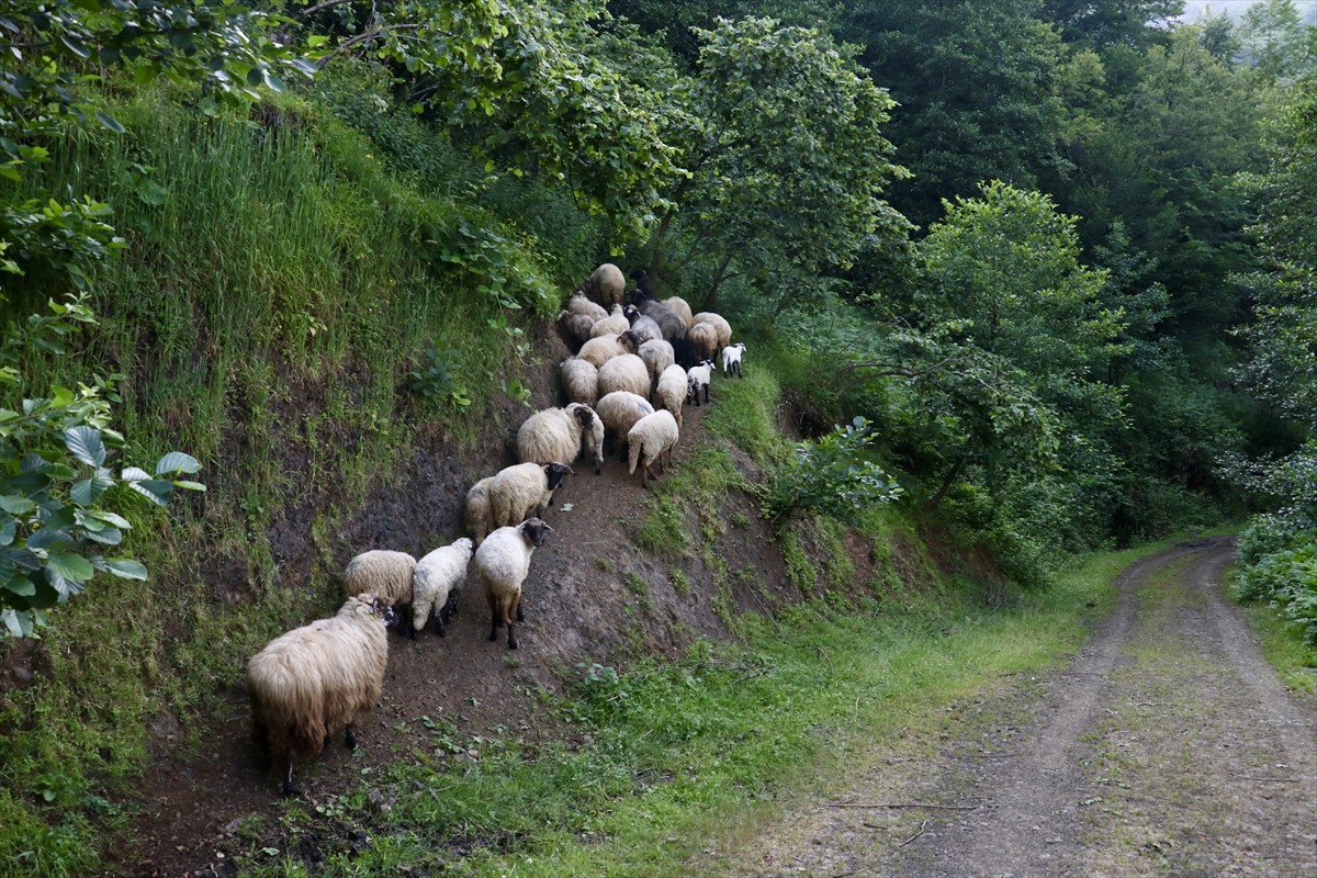 Trabzon'un Akçaabat ilçesinde yaşayan Tuncer Tolip, bacağı kırılınca kesmek ya da satmak yerine...