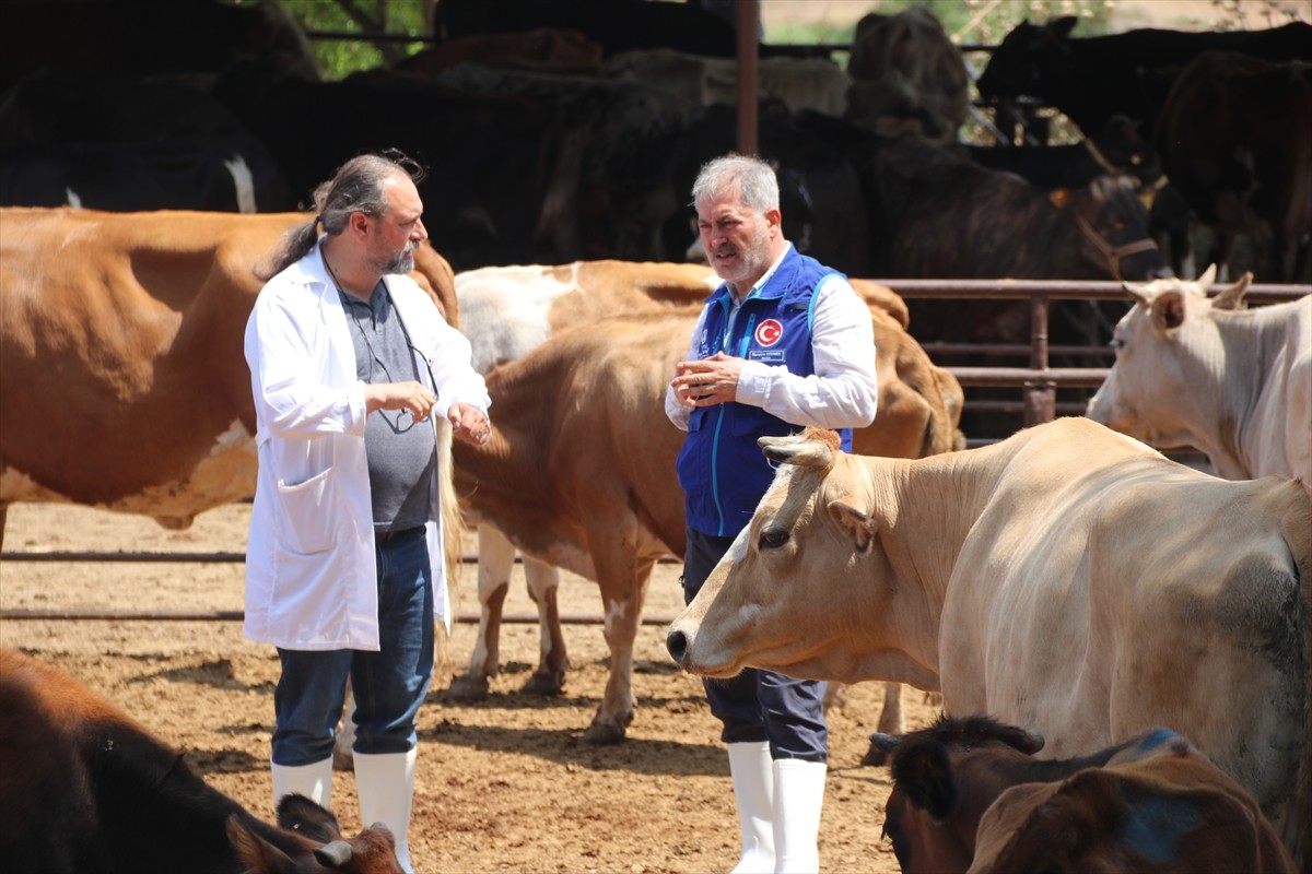 Türkiye Diyanet Vakfı (TDV), Diyarbakır'da kesimi yapılan 4 bin 25 kurban hissesinin etini ihtiyaç...