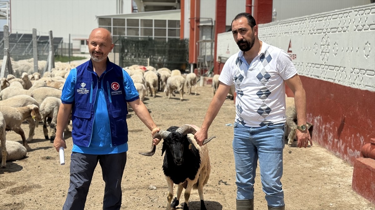 Türkiye Diyanet Vakfı (TDV), Konya'da 4 bin 25 kurban hissesinin etini ihtiyaç sahiplerine...