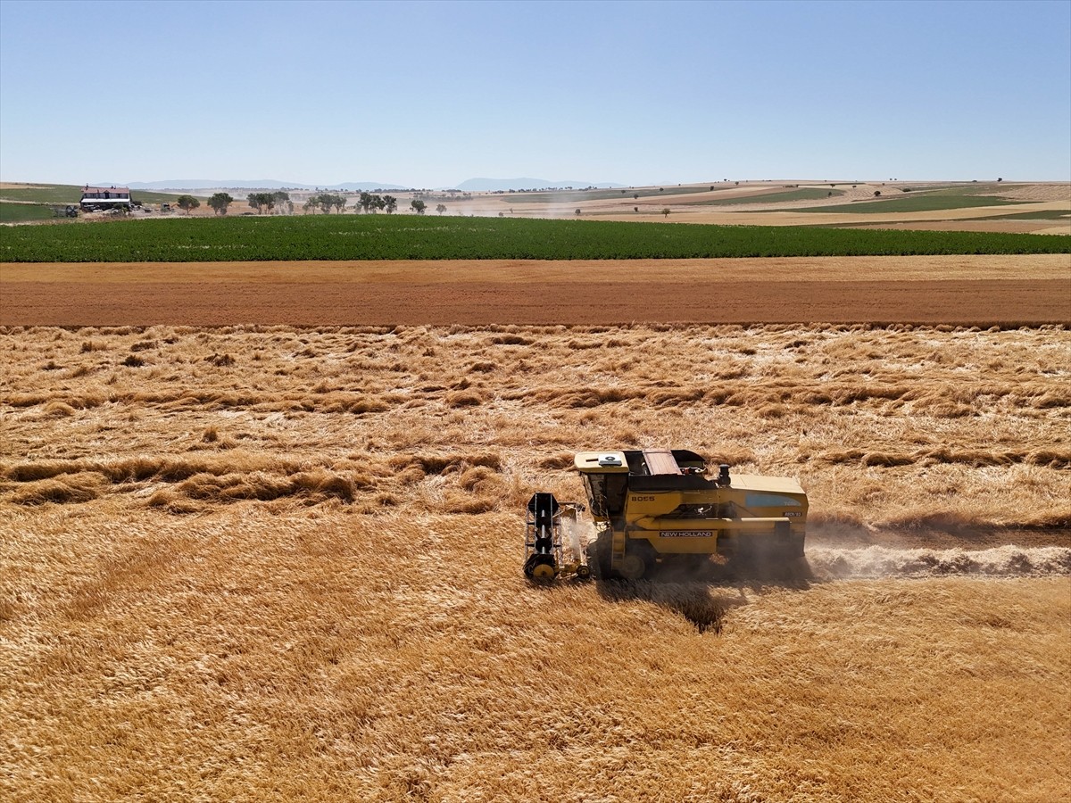 Uşak'ta, Tarım ve Orman Bakanlığı tarafından geliştirilen kuraklığa dayanıklı arpa ve buğday...
