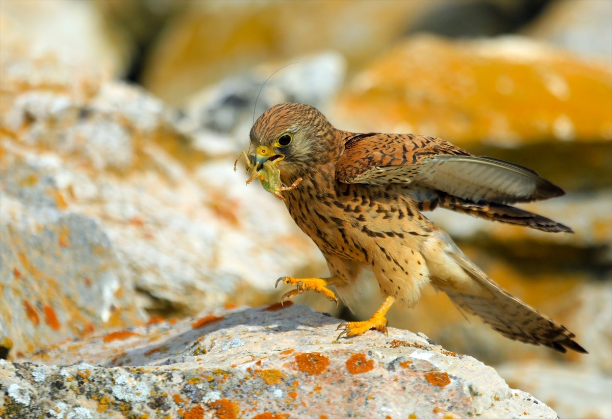 Yırtıcı kuş familyasından olan kerkenezlerin (Falco tinnunculus) doğada avlanmaları, Konya'nın...