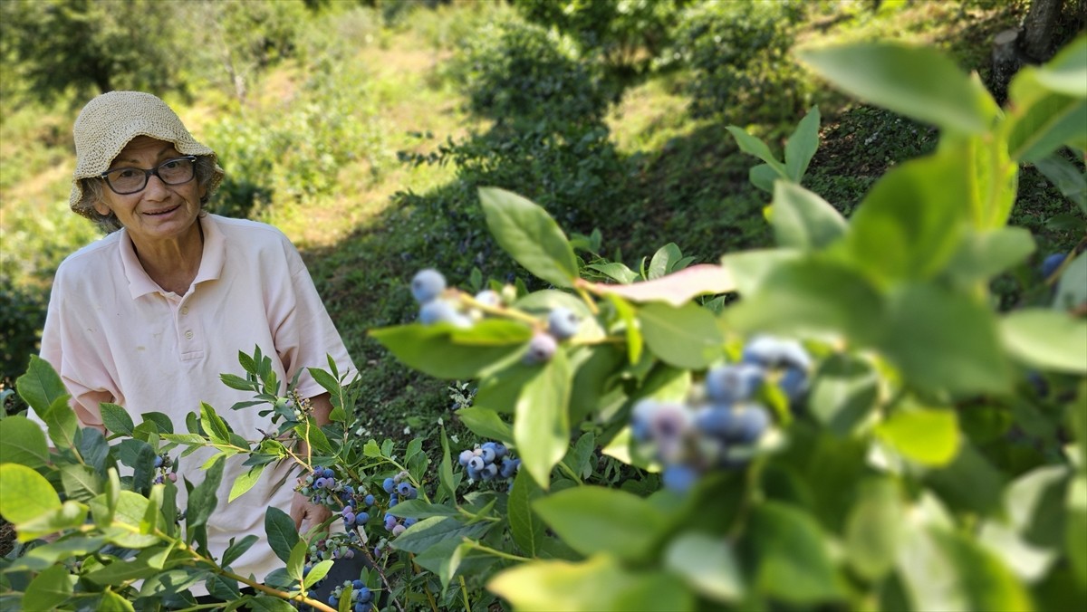Zonguldak'ta uzun yıllar doktorluk yaptıktan sonra emekli olan ve kiraladığı arazide mavi yemiş...