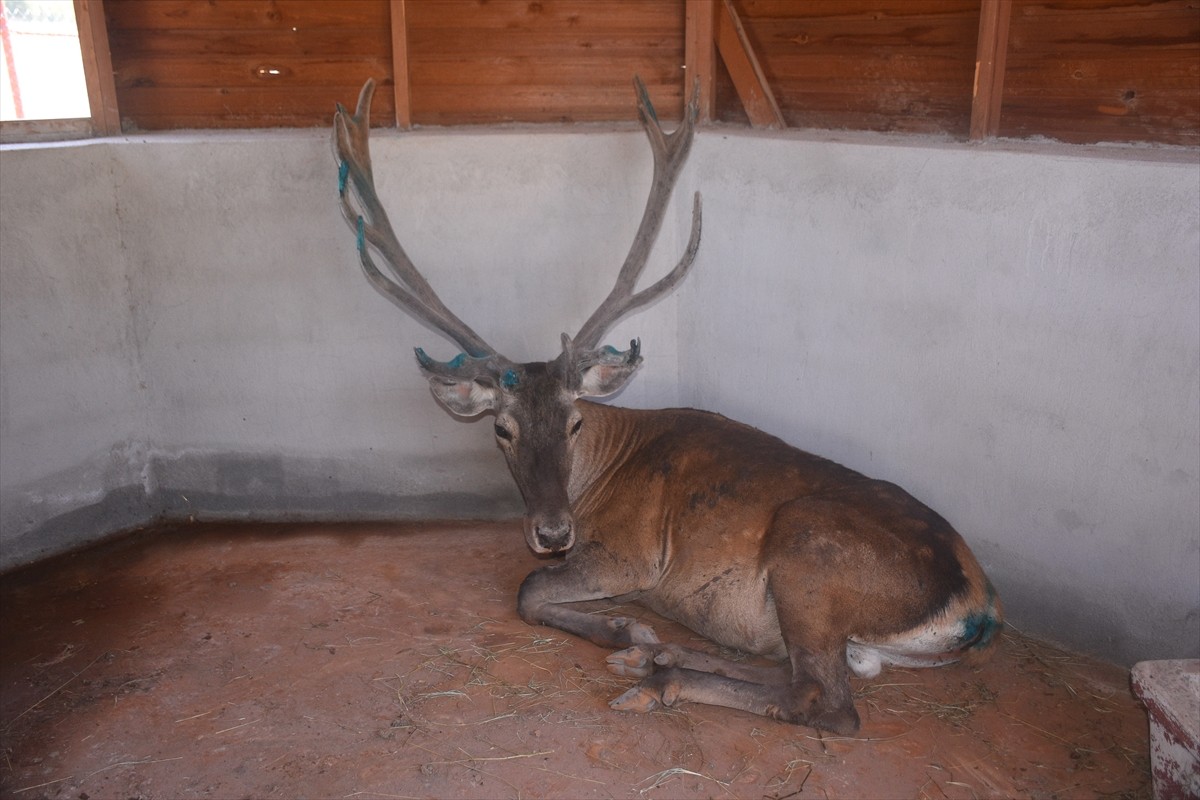 Afyonkarahisar'da, yiyecek aramak için sürekli kara yoluna inen ve insanlara da alışan kızıl...