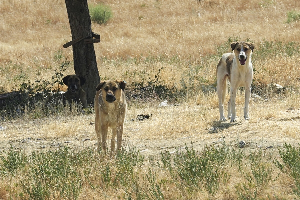 Ankara'nın Yenimahalle ilçesinde bir kişi, sahipsiz köpeklerin saldırısına uğradı.