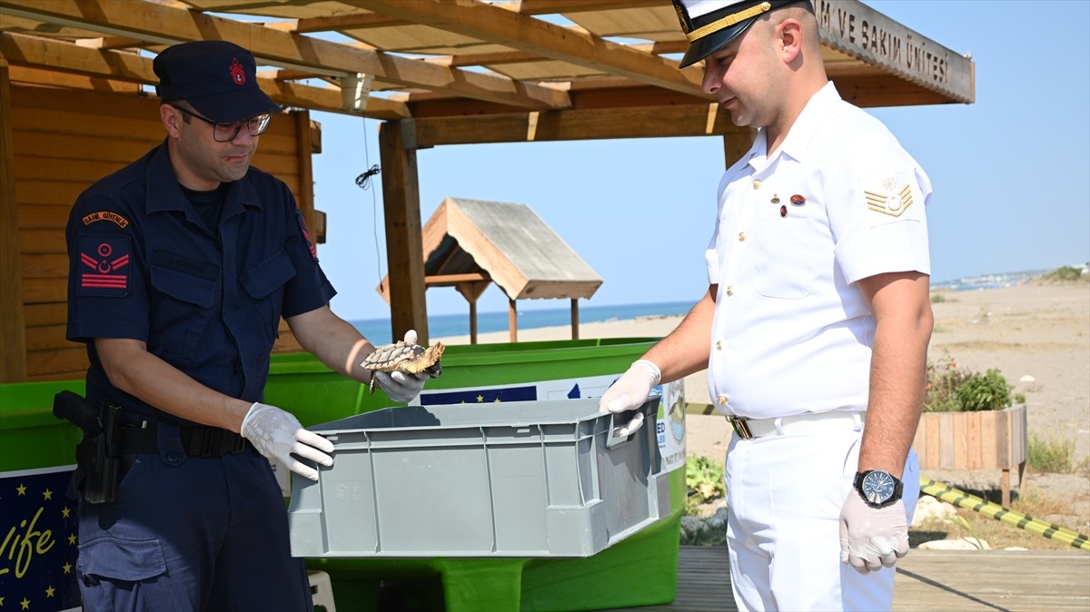 Antalya'nın Manavgat ilçesinde ayağı çuvala dolanmış olarak yaralı bulunan caretta caretta...
