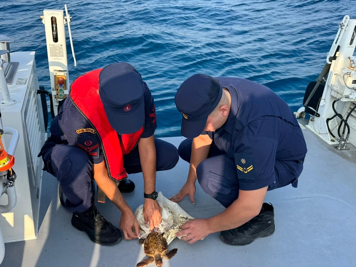 Antalya'nın Manavgat ilçesinde, çuvala ayağı dolanan yeşil deniz kaplumbağası kurtarıldı.