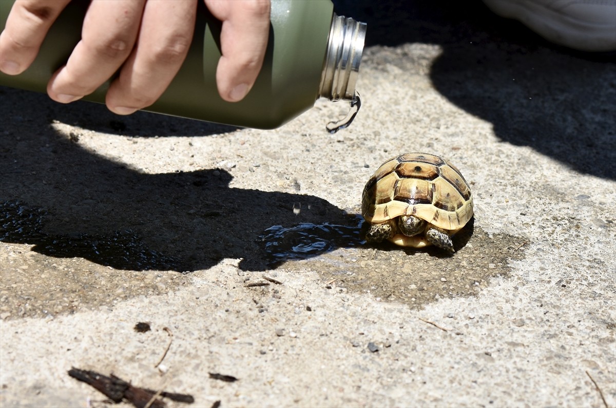 Antalya'nın Muratpaşa ilçesinde çıkan orman yangını, ekiplerin havadan ve karadan müdahalesiyle...