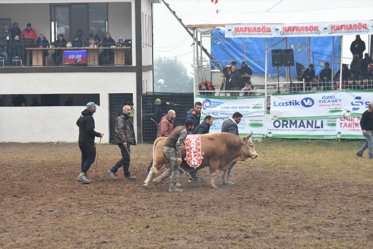 Artvin'de düzenlenen "44. Kafkasör Kültür, Turizm ve Sanat Festivali", ikinci gününde boğa...