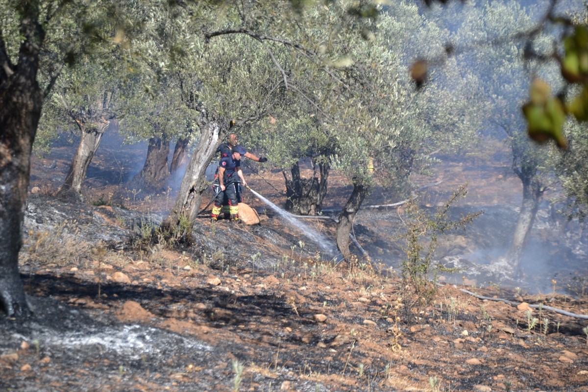 Balıkesir'in Ayvalık ilçesinde, zeytinlikte çıkan yangın söndürüldü.