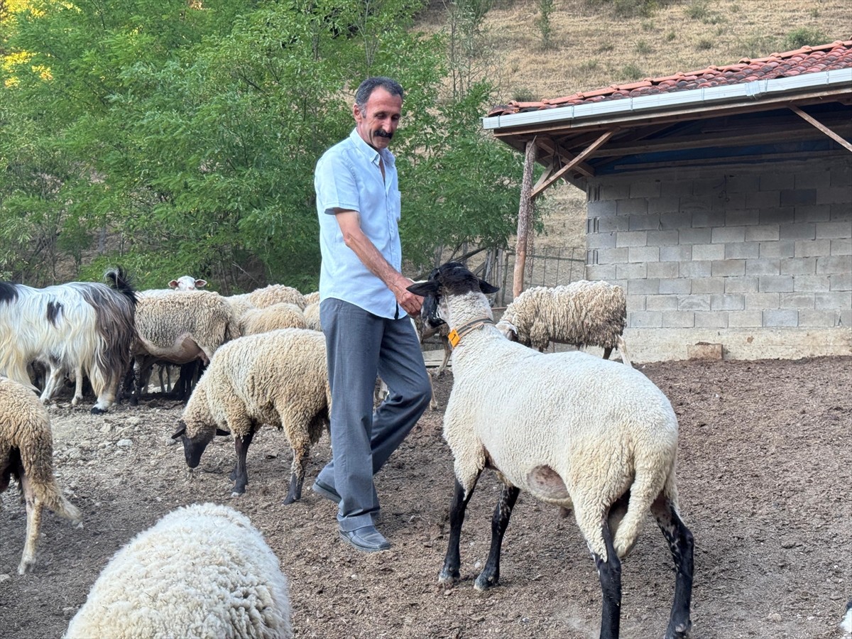 Bartın'da koyun sürüsüne saldırmak isteyen kurt, üzerinde beliren dronu fark ederek...