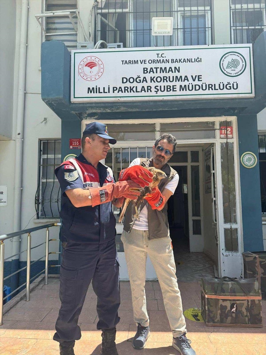 Batman'ın Beşiri ilçesinde jandarma ekiplerince yaralı bulunan şahin tedavi altına alındı.