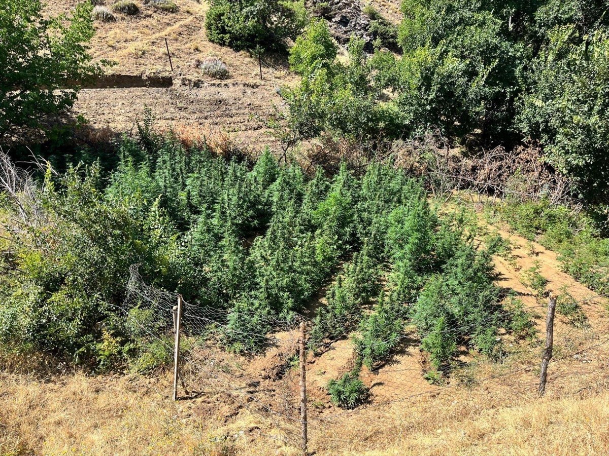 Bingöl'de düzenlenen uyuşturucu operasyonunda, 1651 kök Hint keneviri ele geçirildi.