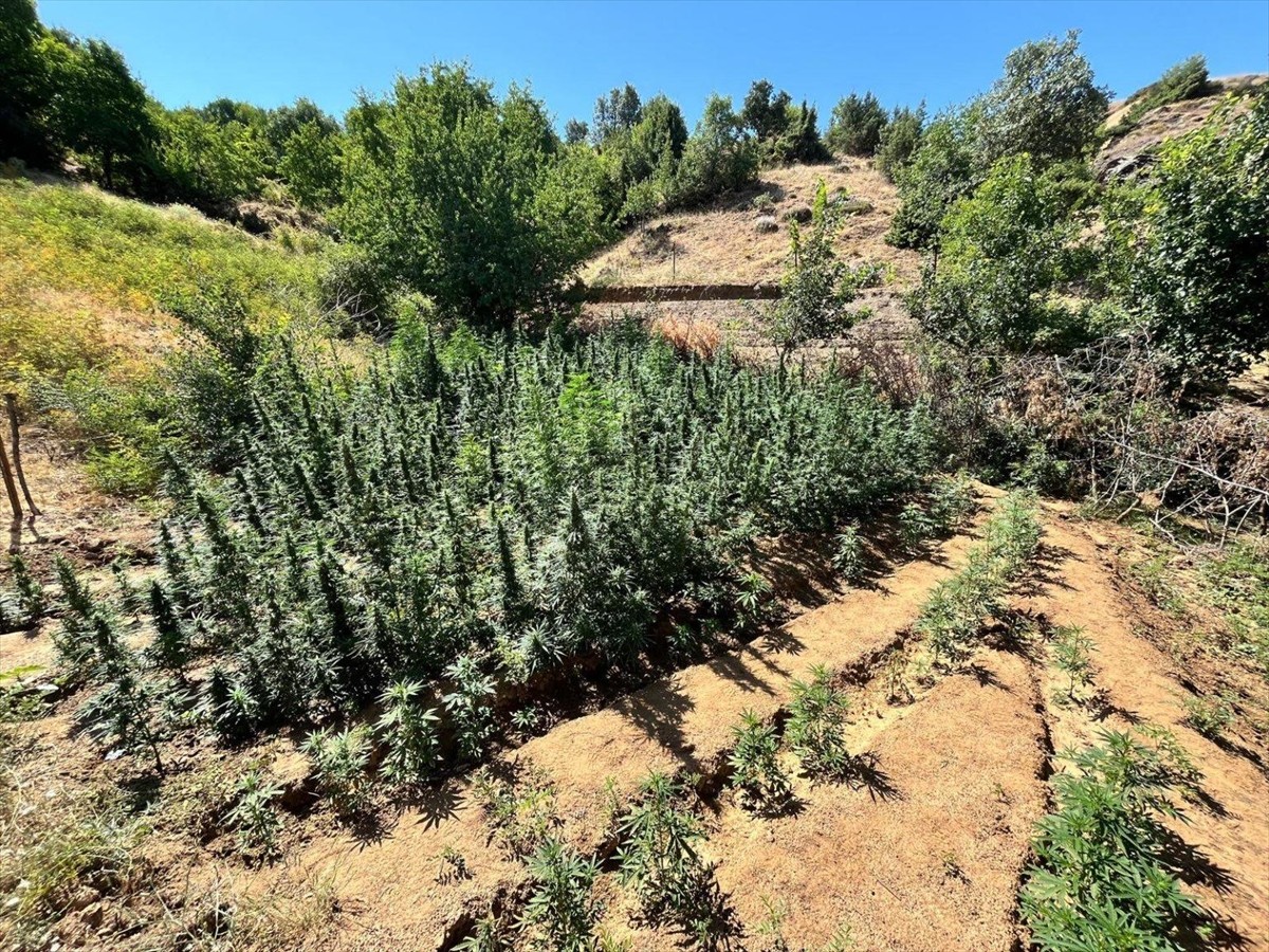 Bingöl'de düzenlenen uyuşturucu operasyonunda, 1651 kök Hint keneviri ele geçirildi.