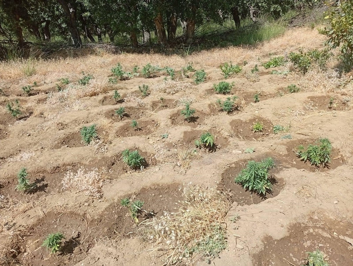 Bingöl'ün Genç ilçesinde düzenlenen operasyonda, 5 bin 990 kök Hint keneviri ele geçirildi.