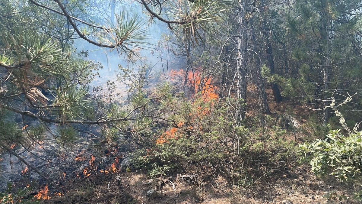 Bolu'nun Göynük ilçesinde ormanlık alanda çıkan yangın, havadan ve karadan müdahaleyle kontrol...