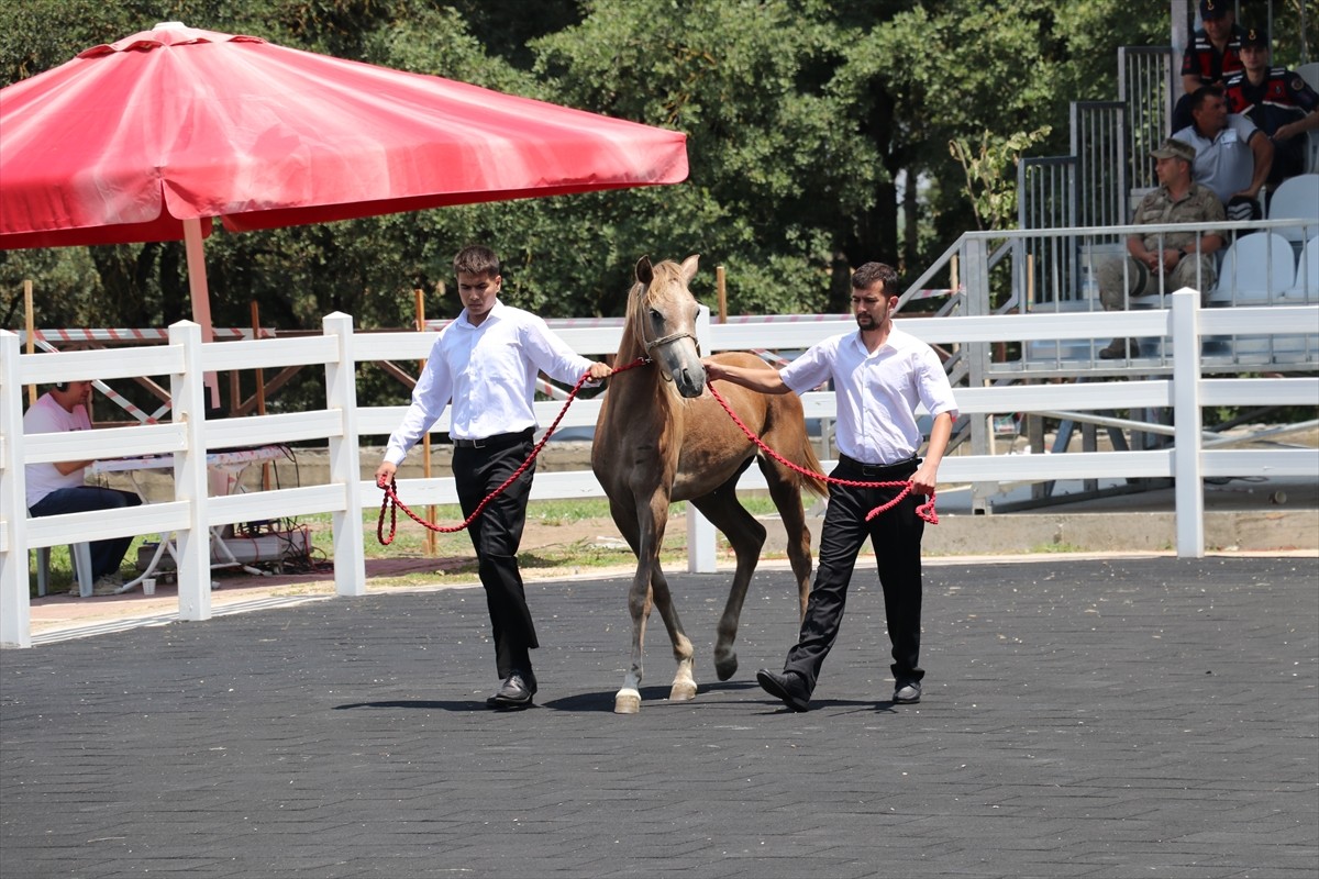 Bursa'da, Tarım İşletmeleri Genel Müdürlüğü (TİGEM) Karacabey Tarım İşletmesi tarafından...