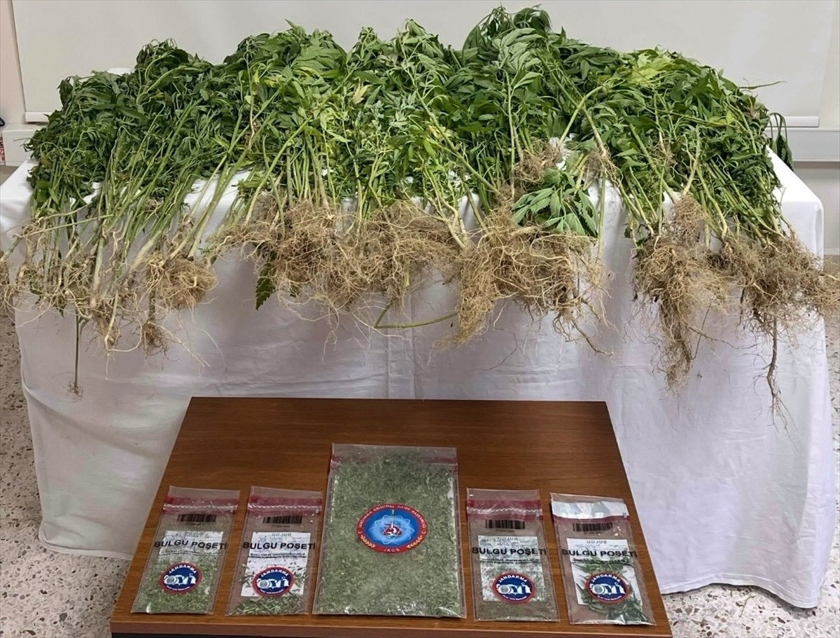 Denizli'nin Sarayköy ilçesinde 343 kök kenevir bitkisi ve 102 gram esrarla yakalanan zanlı...