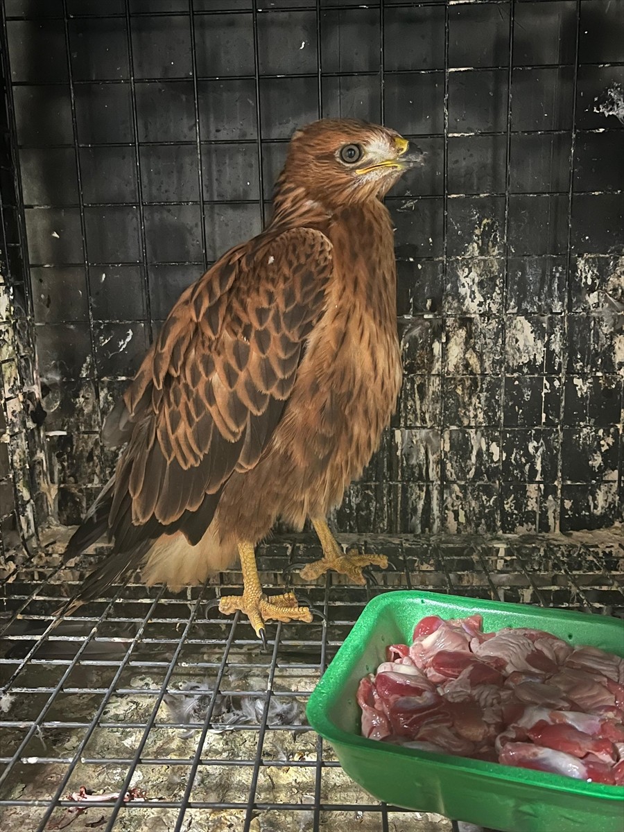 Erzurum'un Çat ilçesinde yaralı halde bulunan şahin, bakım ve tedavisinin ardından doğaya...
