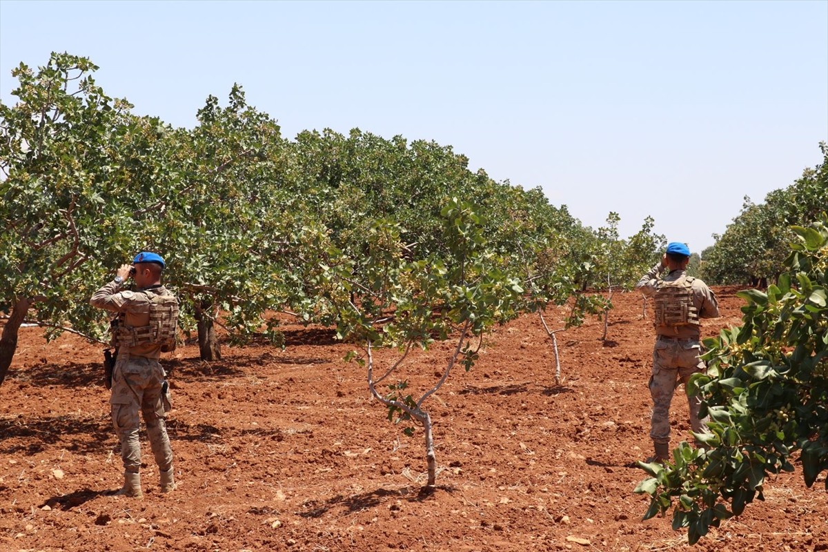 Gaziantep'te hasat sezonunun yaklaşmasıyla birlikte jandarma Antep fıstığı için nöbete...
