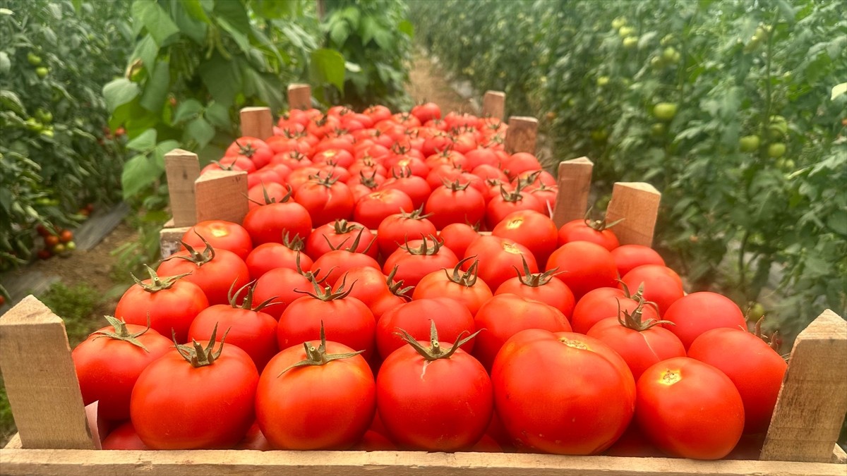 Isparta'nın Aksu ilçesinde 1300 metre rakımda, Sorkun ve Kuzukulağı yaylalarındaki tarım...